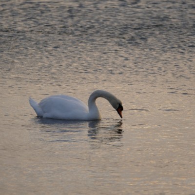 Talentcard van Andries Westervoort van